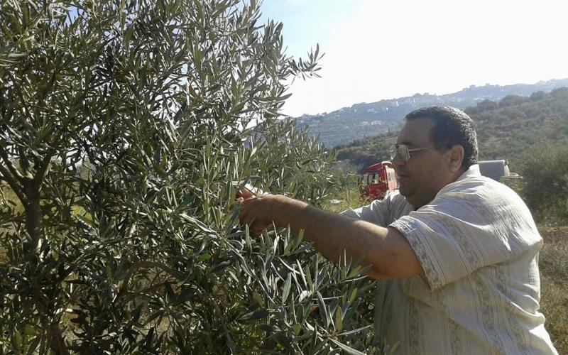 صور: قطف الزيتون وعصره في الضفة الغربية