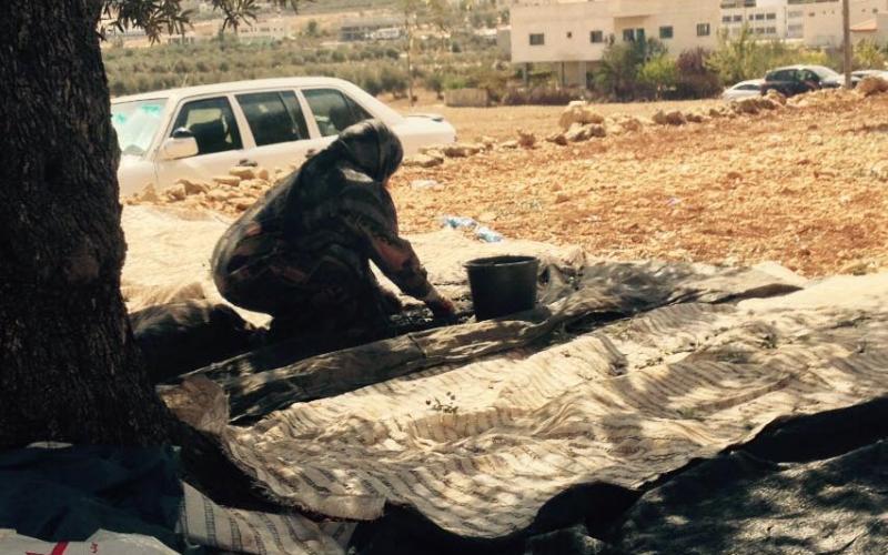 صور: قطف الزيتون وعصره في الضفة الغربية