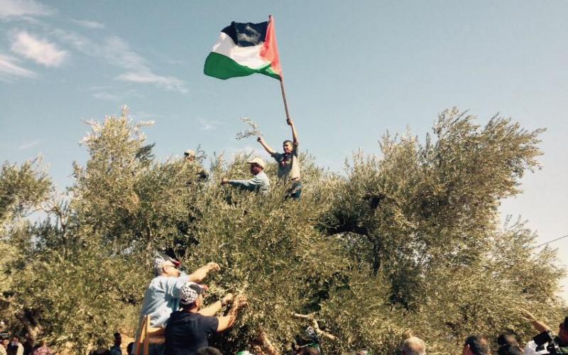 صور: قطف الزيتون وعصره في الضفة الغربية