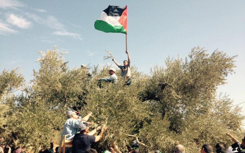 صور: قطف الزيتون وعصره في الضفة الغربية