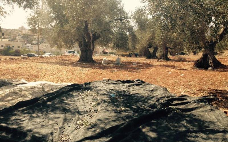 صور: قطف الزيتون وعصره في الضفة الغربية