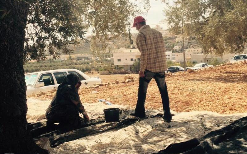 صور: قطف الزيتون وعصره في الضفة الغربية