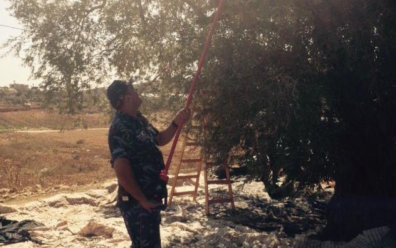 صور: قطف الزيتون وعصره في الضفة الغربية