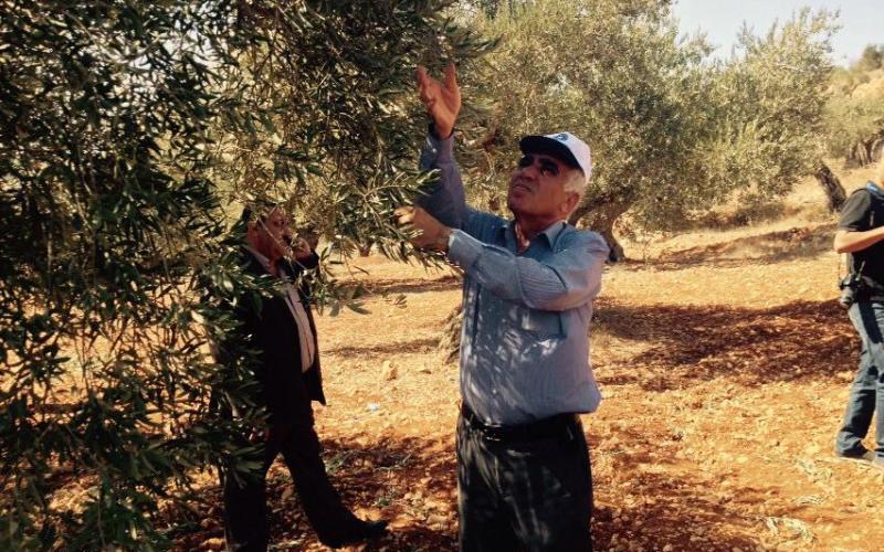 صور: قطف الزيتون وعصره في الضفة الغربية