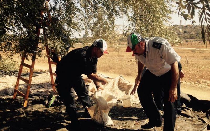 صور: قطف الزيتون وعصره في الضفة الغربية