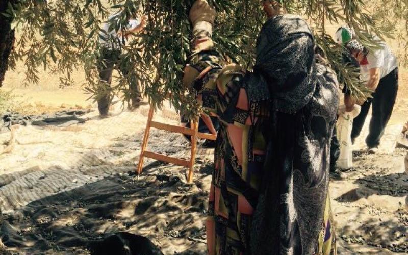 صور: قطف الزيتون وعصره في الضفة الغربية