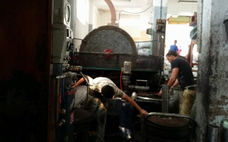 صور: قطف الزيتون وعصره في الضفة الغربية