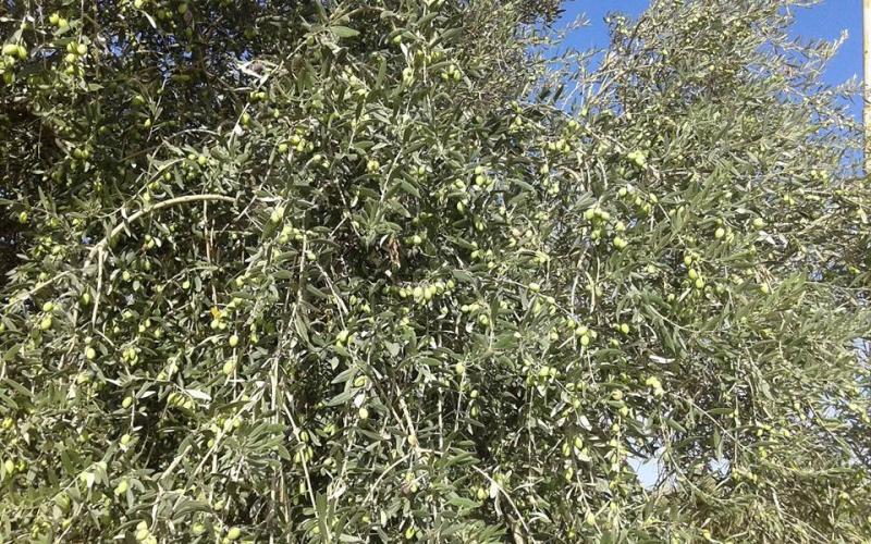 صور: قطف الزيتون وعصره في الضفة الغربية