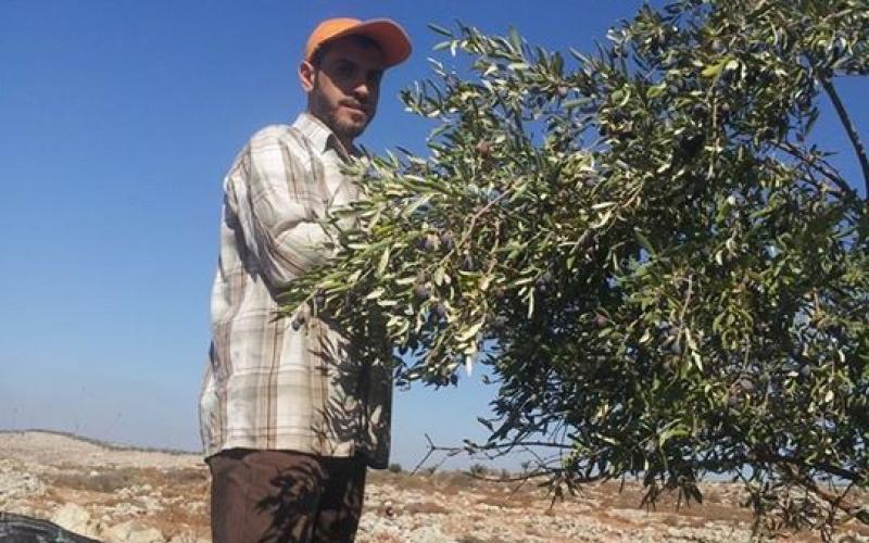 صور: قطف الزيتون وعصره في الضفة الغربية