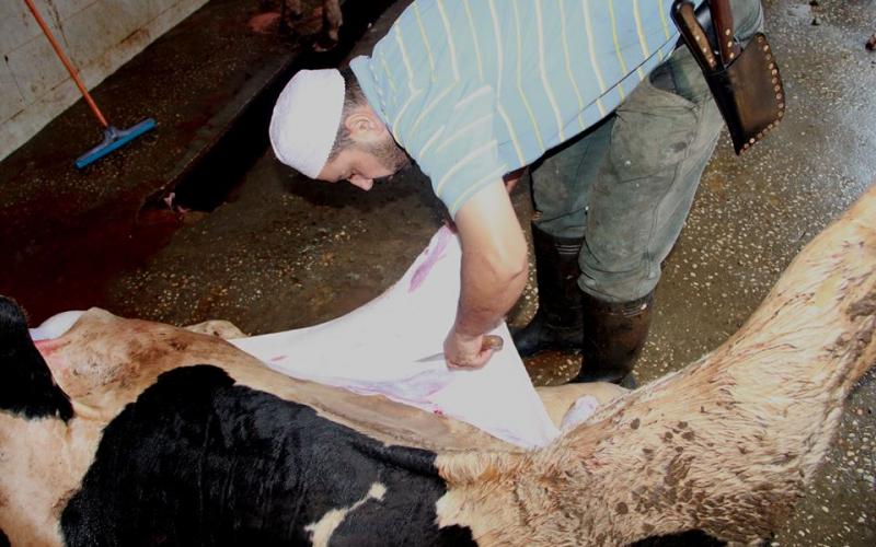 بالصور: "حماس" توزع 47 طناً من اللحوم بالوسطى