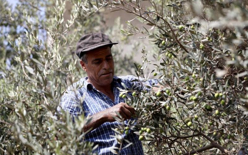 صور: موسم قطف ‏الزيتون‬ في غزة