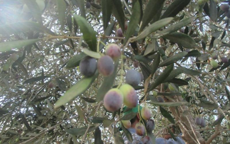 صور: حصاد وعصر الزيتون في فلسطين