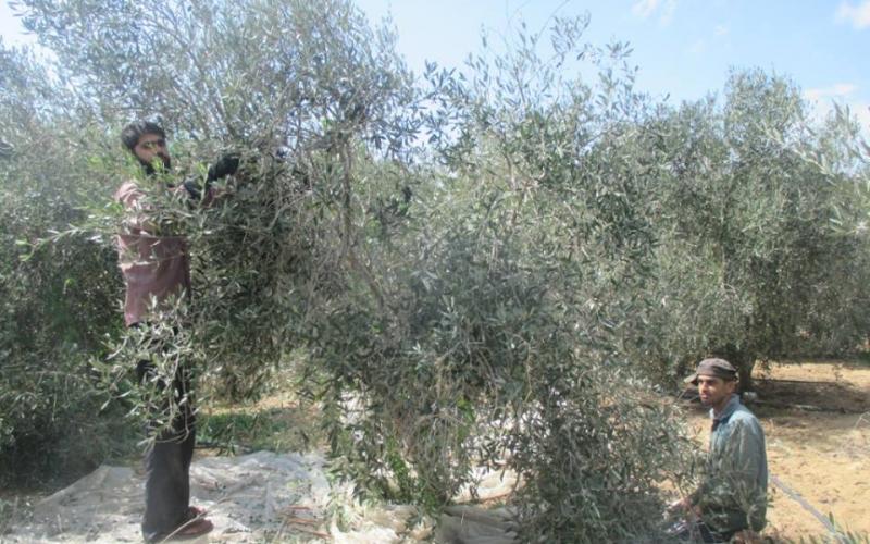 صور: حصاد وعصر الزيتون في فلسطين