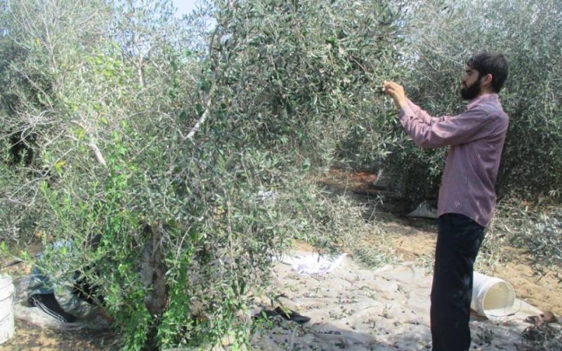 صور: حصاد وعصر الزيتون في فلسطين