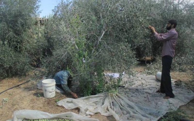 صور: حصاد وعصر الزيتون في فلسطين