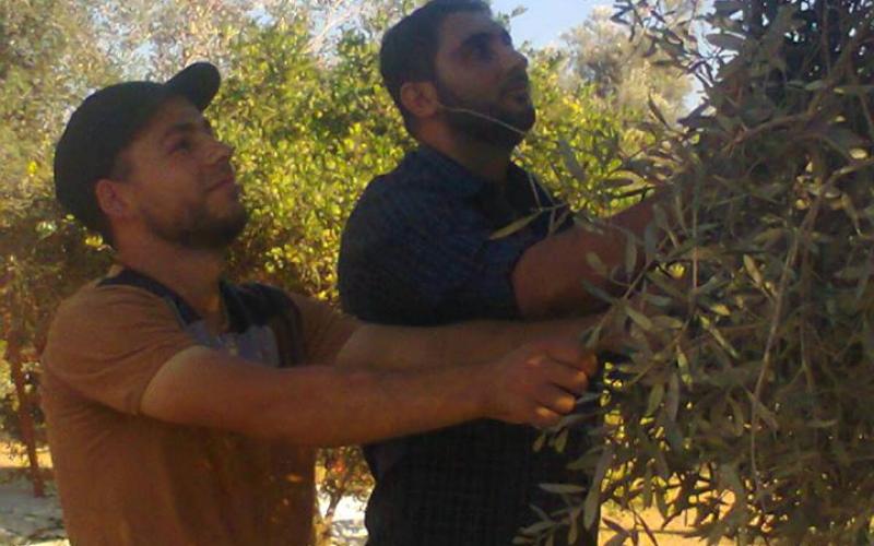 صور: حصاد وعصر الزيتون في فلسطين
