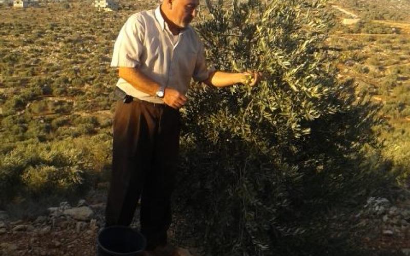 صور: حصاد وعصر الزيتون في فلسطين