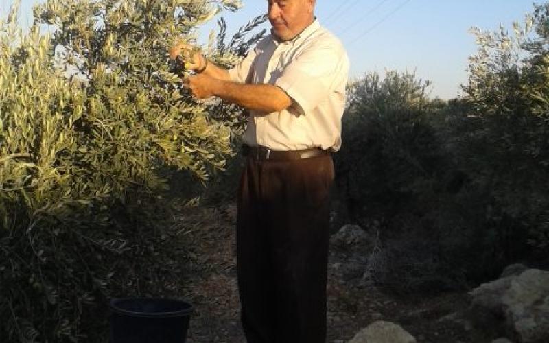صور: حصاد وعصر الزيتون في فلسطين