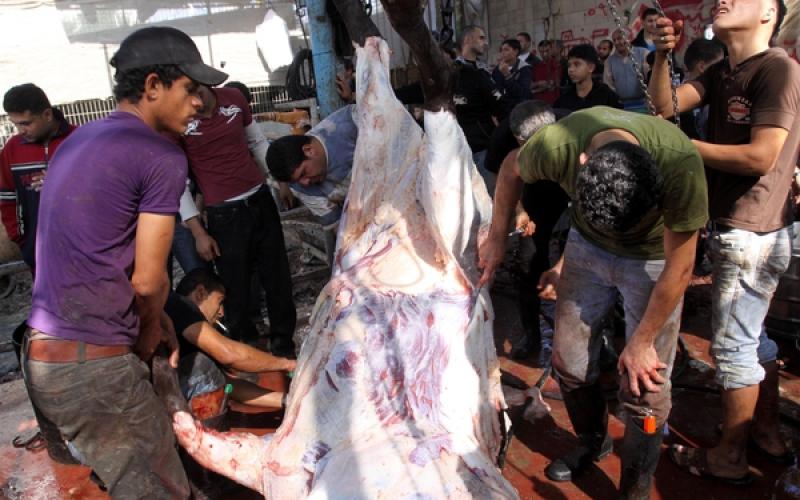 بالصور.. ذبح وسلخ الأضاحي في غزة