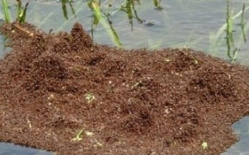 صور ..كيف يواجه النمل الفيضانات؟