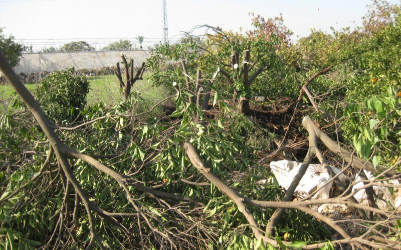 بالصور..الاحتلال يسرق عزون بعيداً عن الإعلام