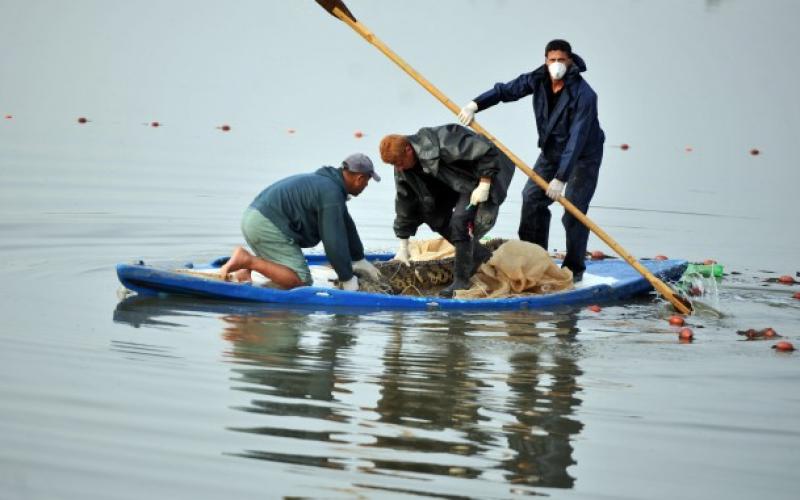 صور .. اصطياد "التمساح الهارب"