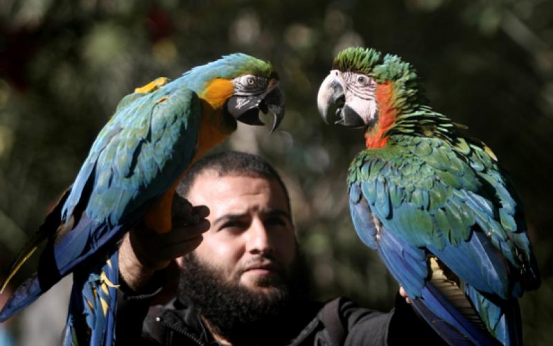صور: ببغاوات ساحرة بحديقة حيوان رفح