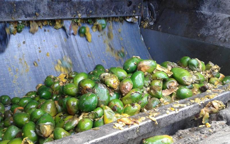 بلدية خانيونس تتلف 6 أطنان فاكهة فاسدة