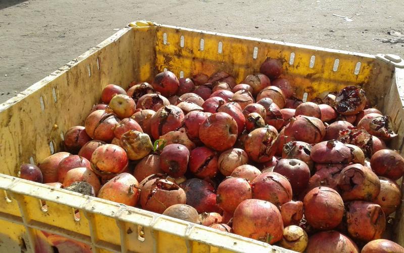 بلدية خانيونس تتلف 6 أطنان فاكهة فاسدة
