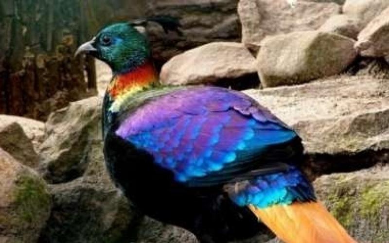 صور أجمل طيور العالم