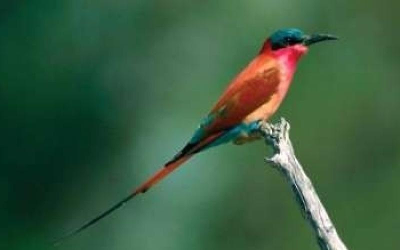 صور أجمل طيور العالم