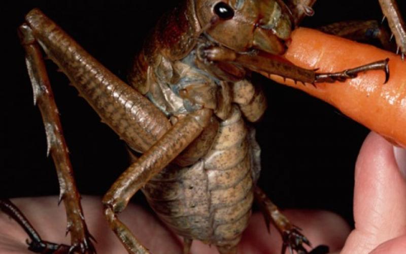 (صور وفيديو) اكتشاف أكبر حشرة في العالم