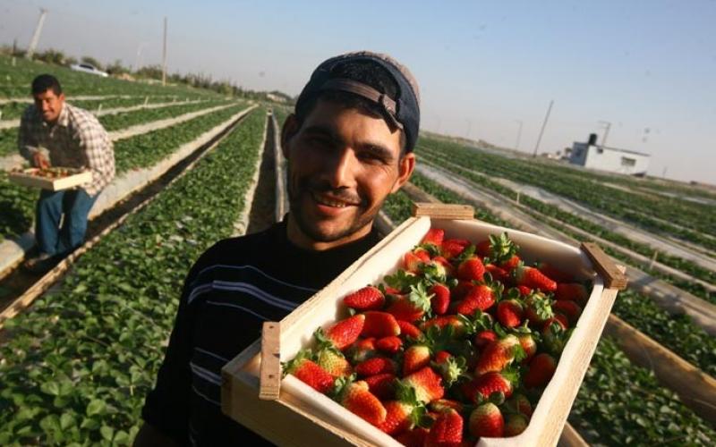 صور ..ذهب غزة الأحمر من المزرعة للتصدير