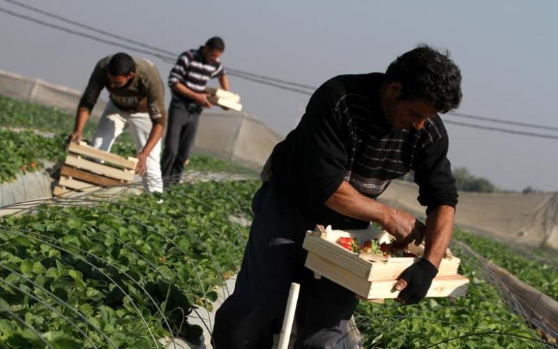 صور ..ذهب غزة الأحمر من المزرعة للتصدير