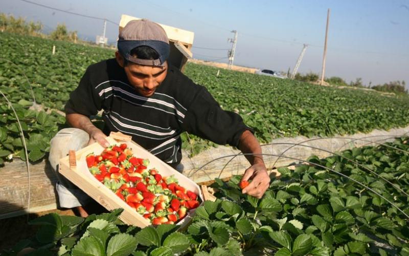 صور ..ذهب غزة الأحمر من المزرعة للتصدير