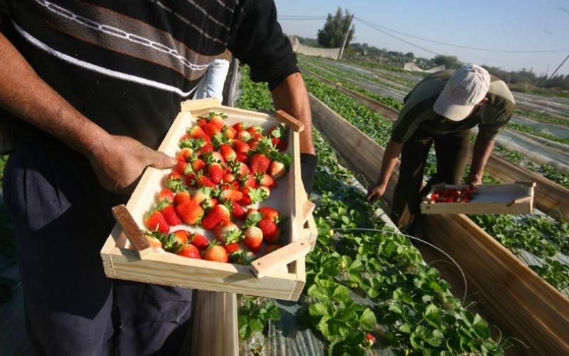 صور ..ذهب غزة الأحمر من المزرعة للتصدير