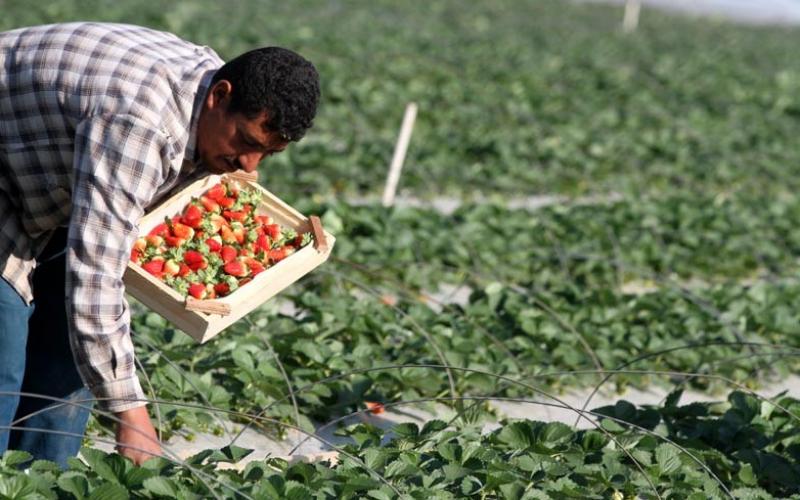 صور ..ذهب غزة الأحمر من المزرعة للتصدير