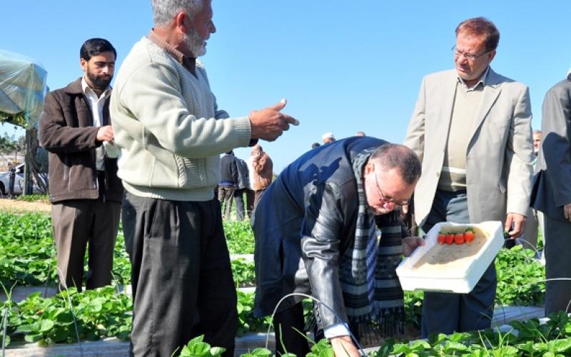 صور ..ذهب غزة الأحمر من المزرعة للتصدير