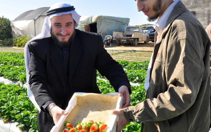 صور ..ذهب غزة الأحمر من المزرعة للتصدير