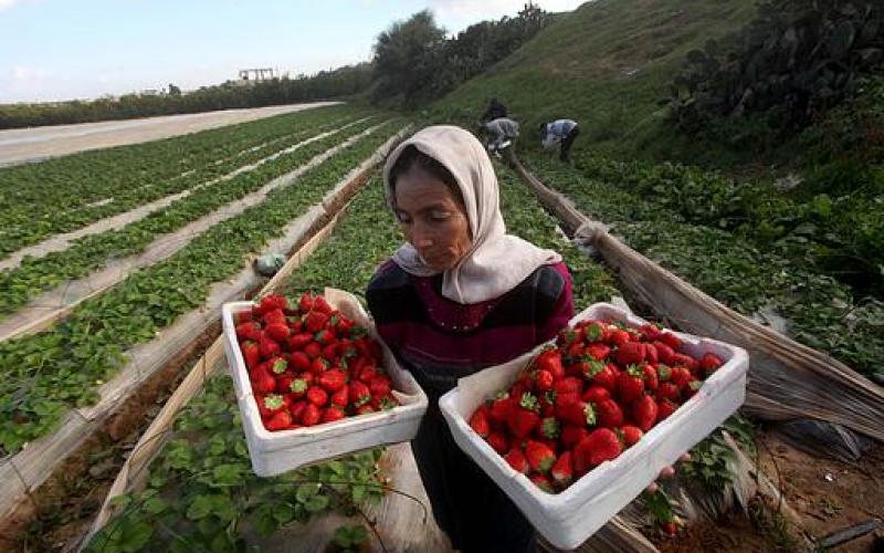 صور.. قطف "الفراولة" شمال غزة