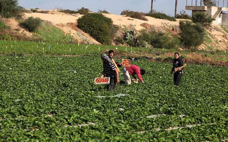 صور.. قطف "الفراولة" شمال غزة