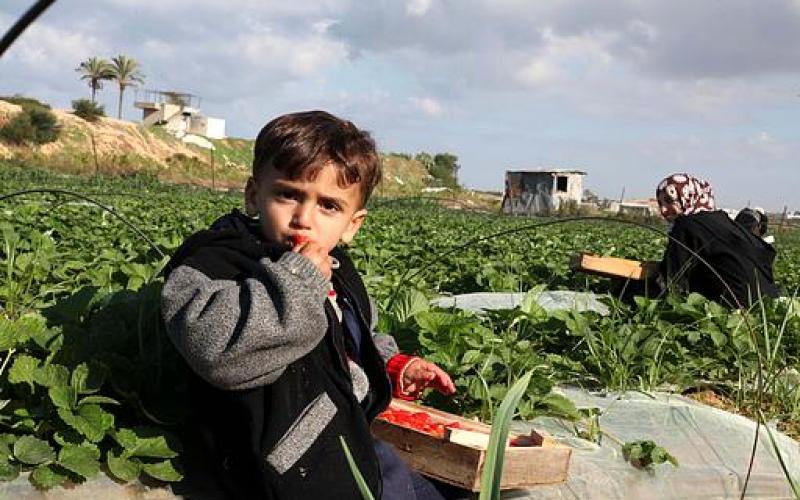 صور.. قطف "الفراولة" شمال غزة