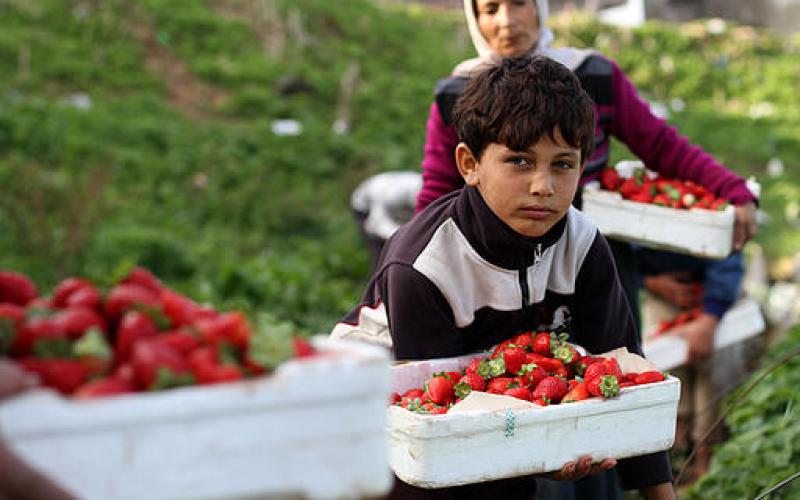 صور.. قطف "الفراولة" شمال غزة