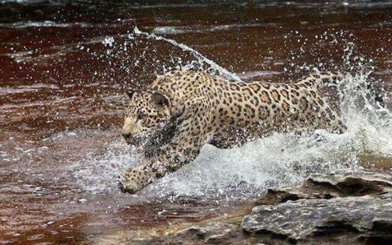 صور.. حيوانات ومواهب رياضية