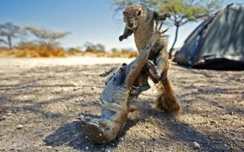صور.. حيوانات ومواهب رياضية