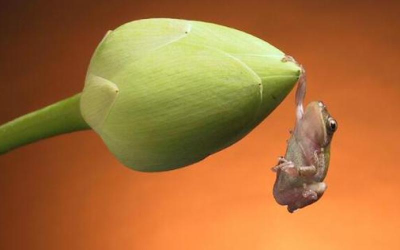 صور.. حيوانات ومواهب رياضية