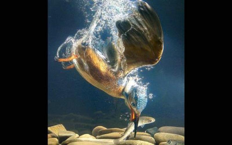 صور.. حيوانات ومواهب رياضية