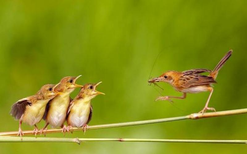 صور.. حيوانات ومواهب رياضية