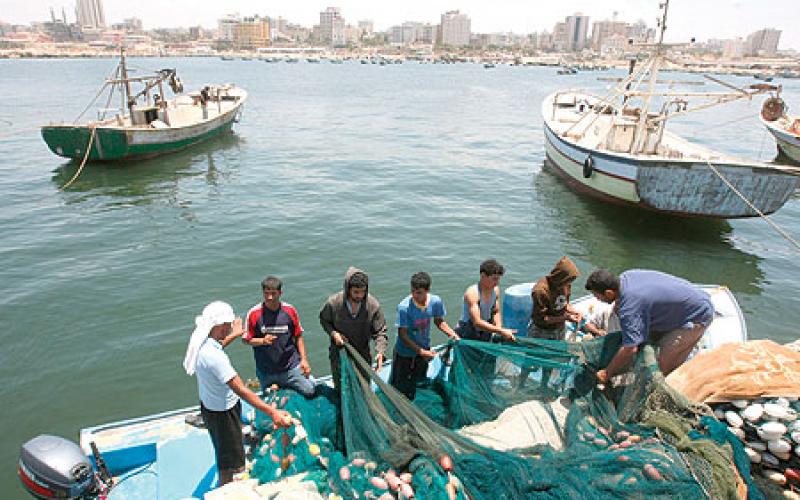 سمك القاروص إحدى ثمار التهدئة