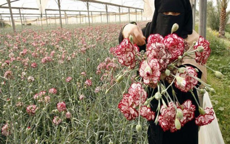 صور.. أزهار غزة تحتفل بأعياد الميلاد